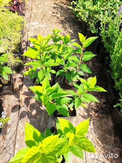 Гортензия метельчатая Лайм Лайт