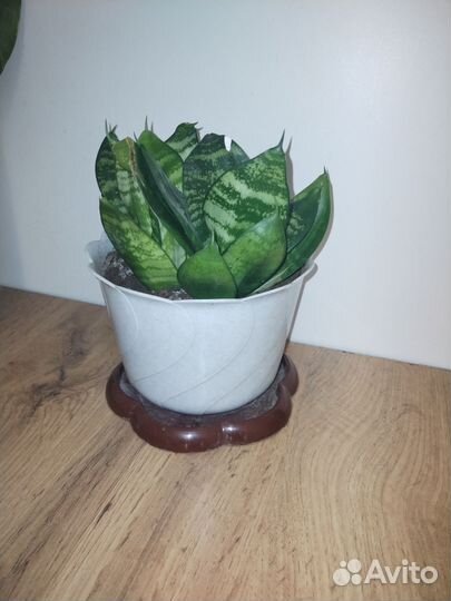 Продам комнатные цветы