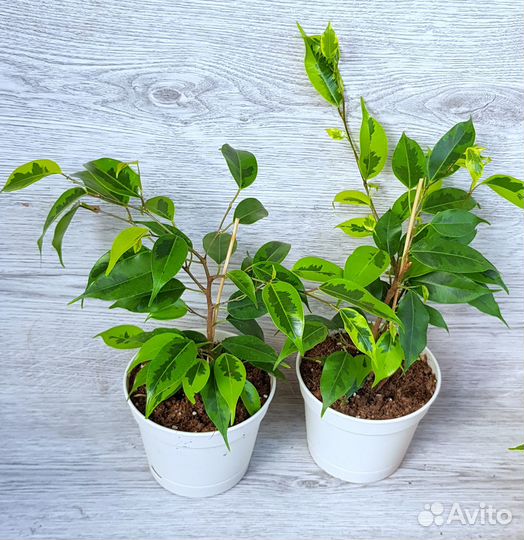 Фикус Бенджамина в ассортименте