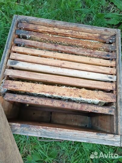 Пчелосемьи