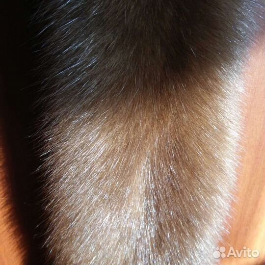 Две шкурки Приморского соболя