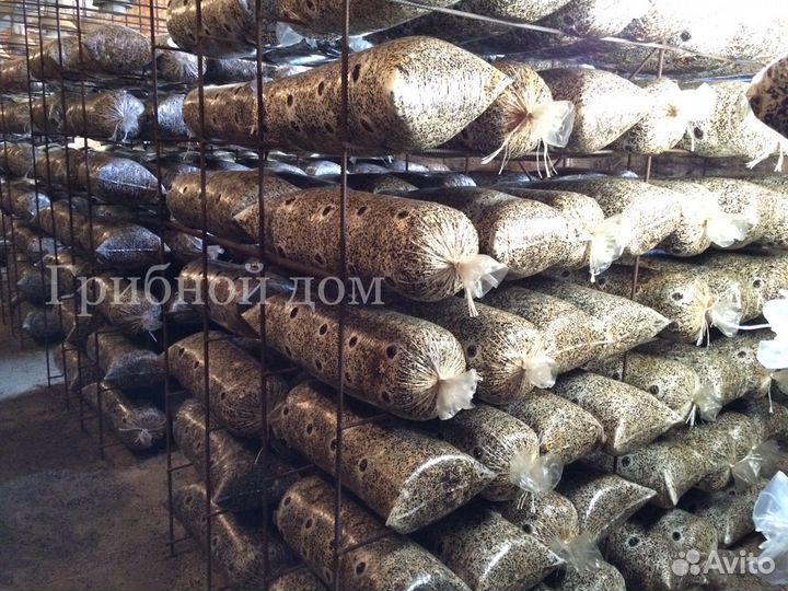 Грибные блоки вешенки на лузге подсолнечника