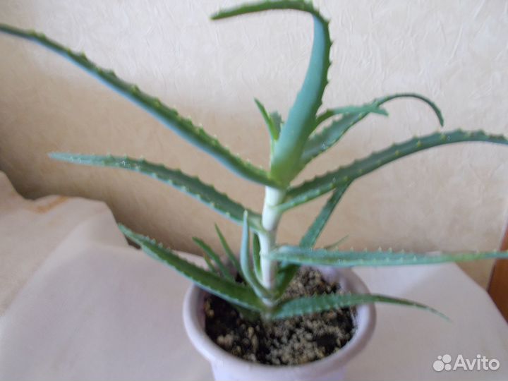 Молодое алоэ