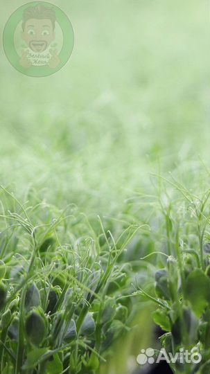 Семена микрозелени Европейские Элитные сорта