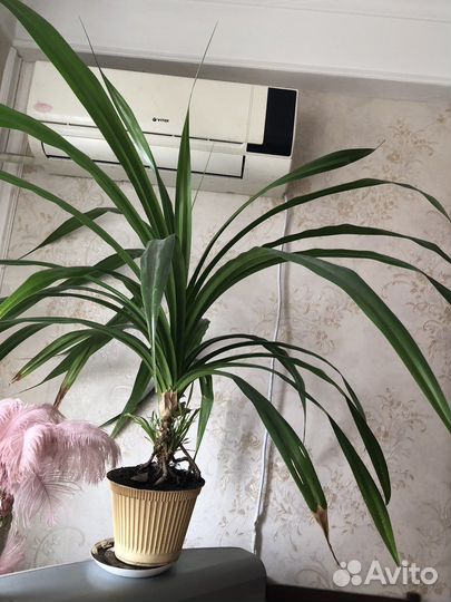 Пальма панданус (торг)