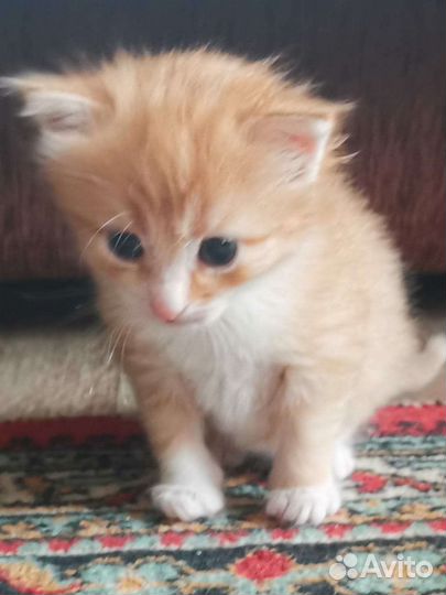 Рыжое счастье