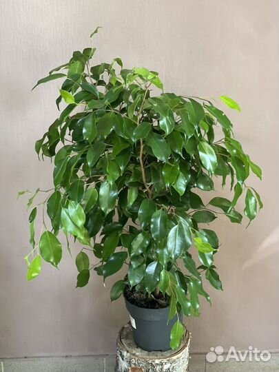 Фикус Эластика d17/90см