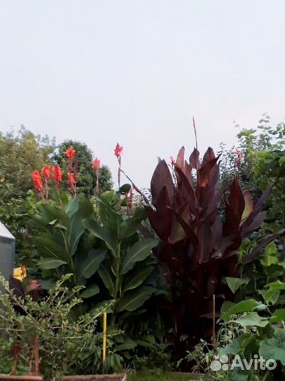 Канны высокорослые