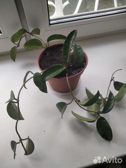 Хойя Карноза