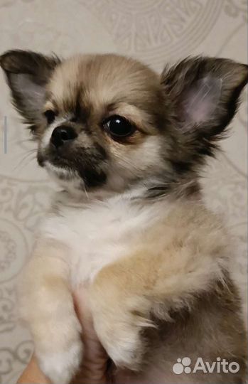 Чихуахуа девочка