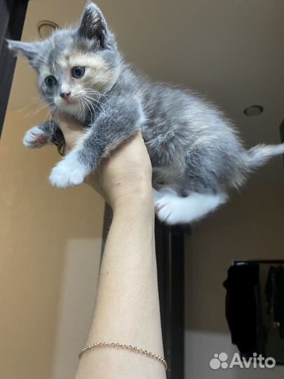 Девочка 1,5 месяца