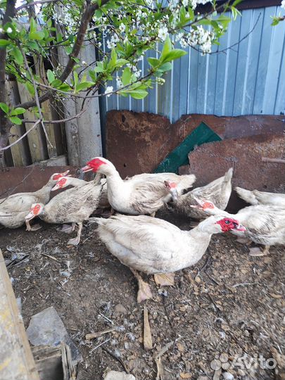 Индоутки французская линия гримо