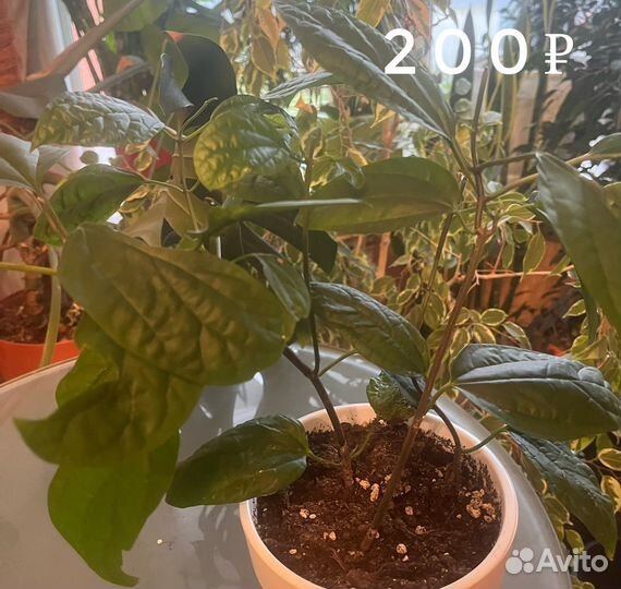 Излишки домашних цветов