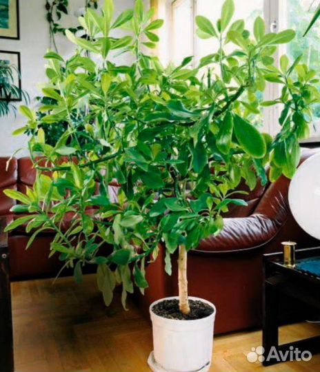 Синадениум Гранта