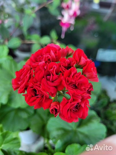 Герань розебудная