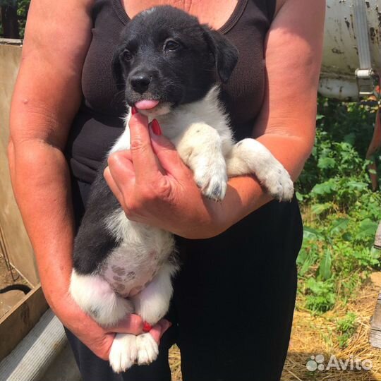 Щенок в добрые руки