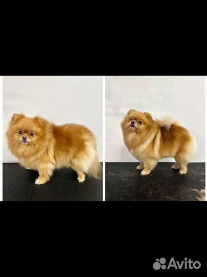 Груминг собак. Экспресс линька