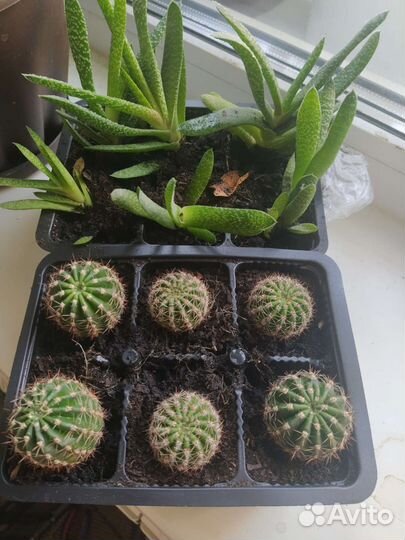 Суккуленты и кактусы