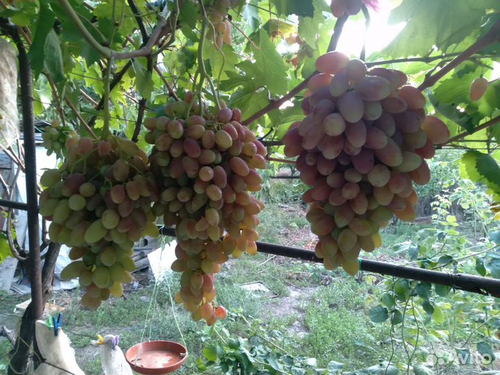 Саженцы винограда