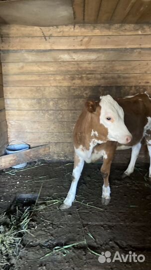 Телята телочки