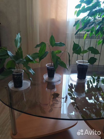 Фикус бенджамина