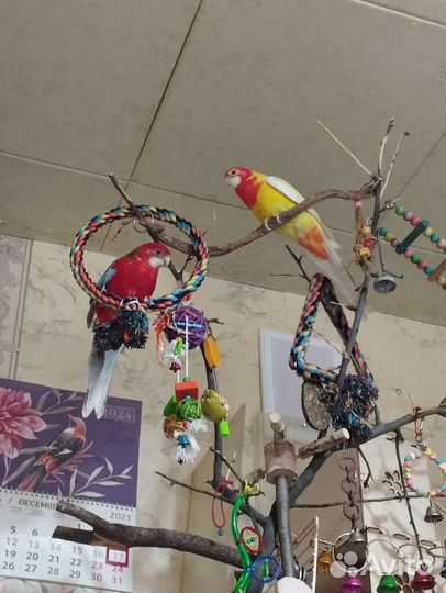 Попугай розелла из питомника (окольцована)