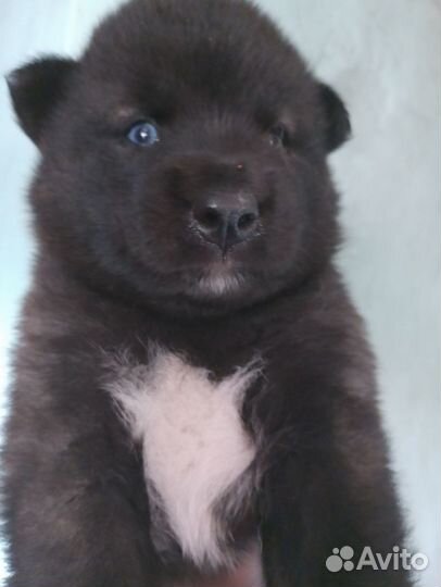 В добрые руки