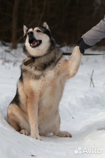 Метис Лайки в добрые руки, Ребекка