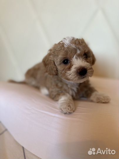 Мальтипу f1 Тедди