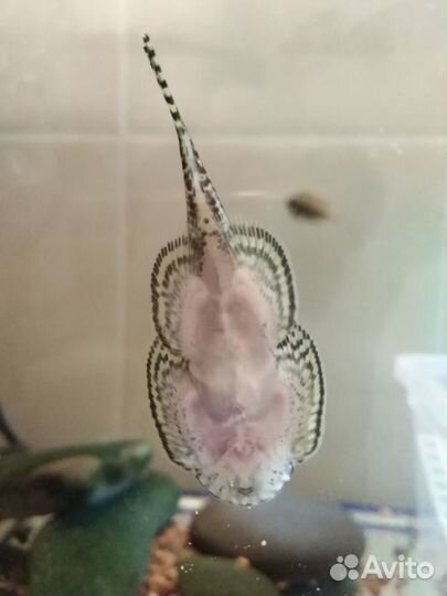 Псевдоскат севелия