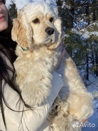 Кокер спаниель вязка