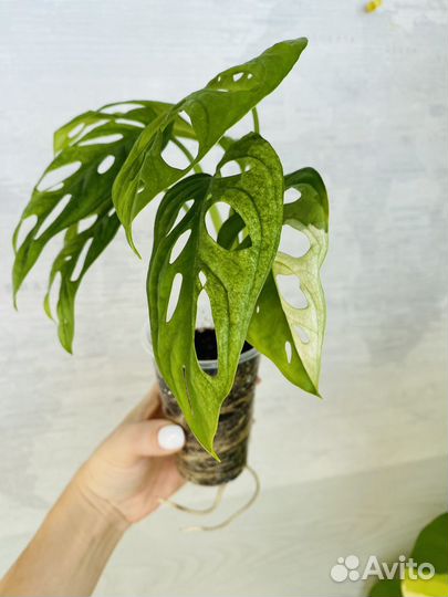 Монстера адансона вариегатная