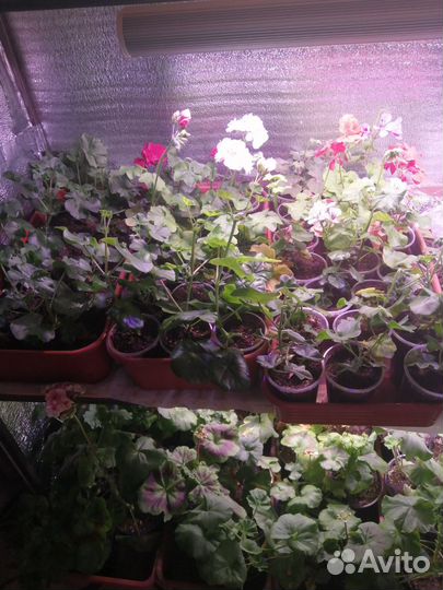 Пеларгония