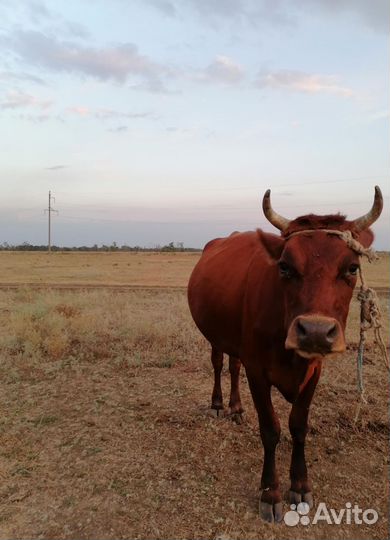 Коровы дойные молочные