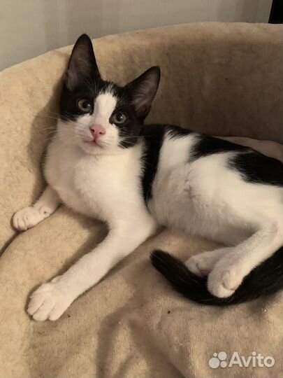 Котенок Барри