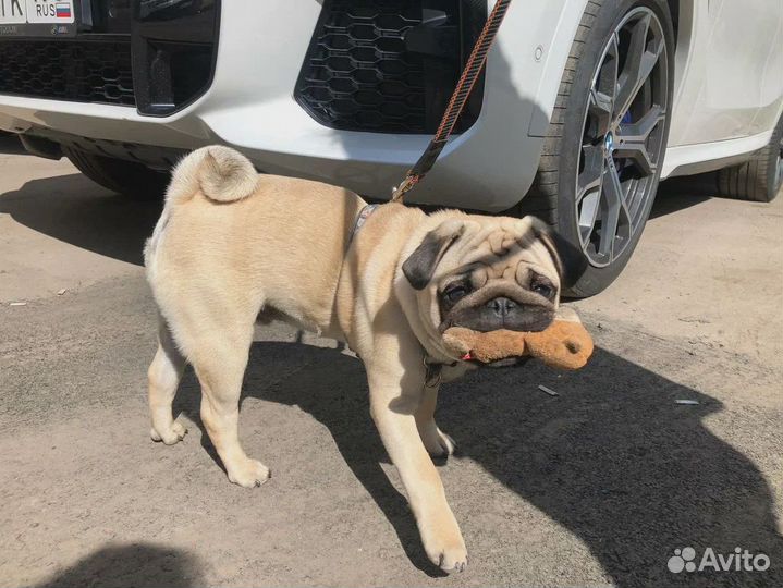 Услуги кинолога с выездом в Спб