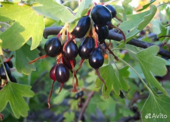 Саженцы смородины, инжира