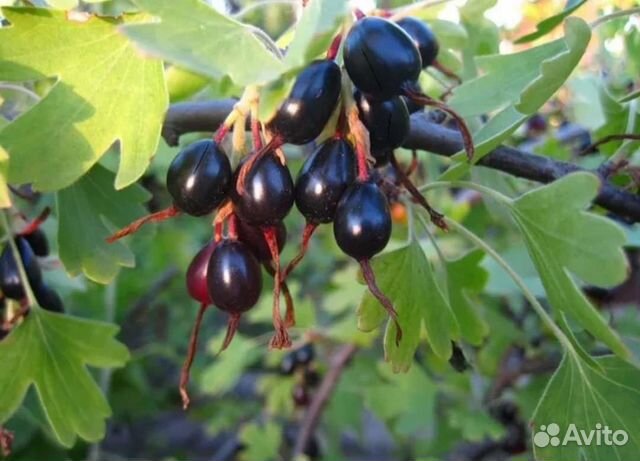 Саженцы смородины, инжира