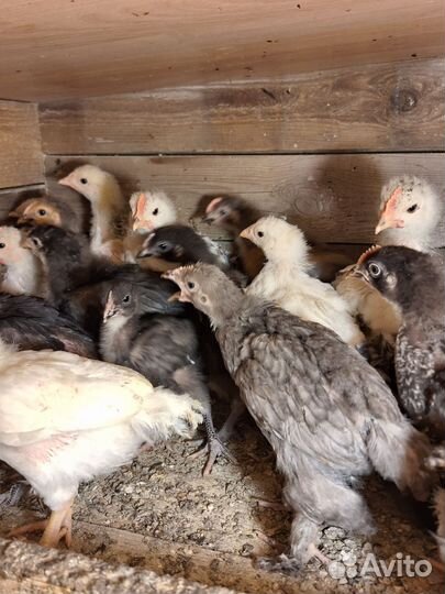 Цыплята домашние в небольшом количестве разные