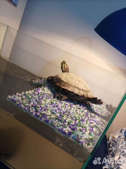 Отдам дом с мебелью и черепахой