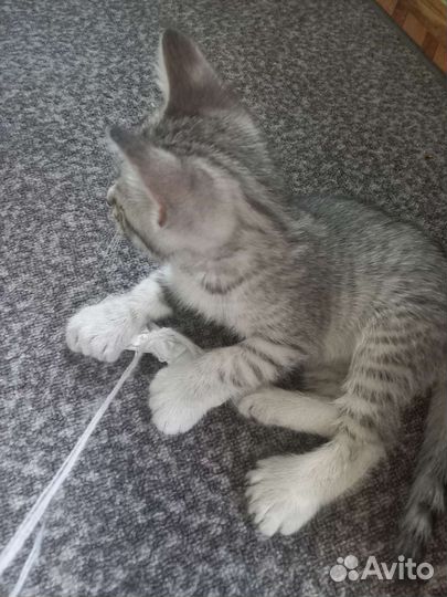 Котята пиксибоб