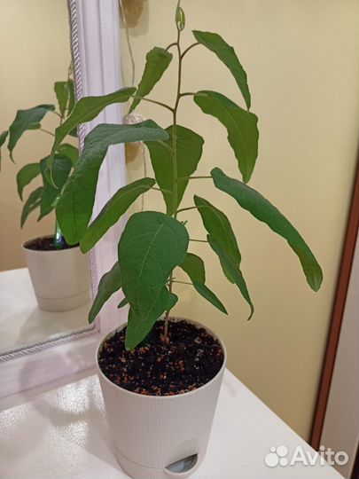 Эвкалипт Флагман