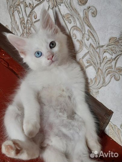 Котята Мейн-кун без документов