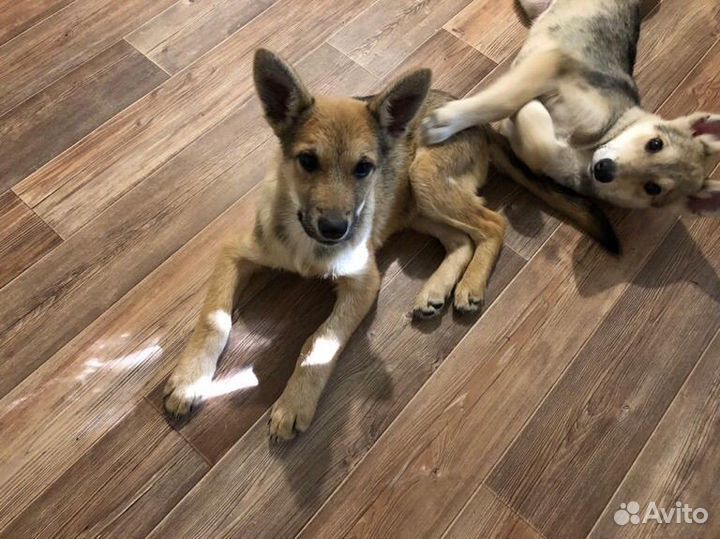 Щенки бесплатно