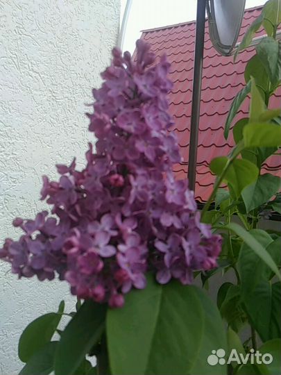 Сирень саженцы