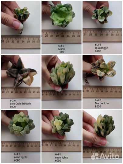 Суккуленты, хавортии 3/3