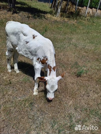 Двойная корова и телёнок