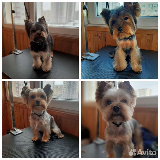 Грумер. Стрижка собак. Груминг. Тримминг