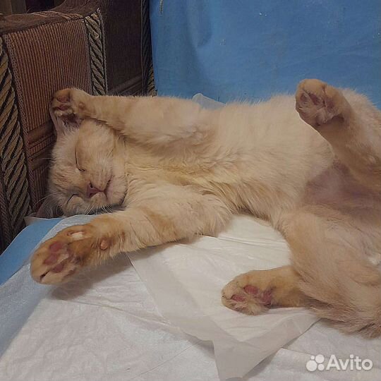 Котик ищет семью