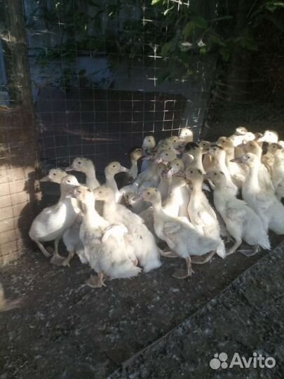 Гуси, Муларды, Утки